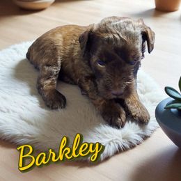 Barkley - Liver male Miniature Schnauzer puppy in Lexington, North Carolina from Schnauzer Snobs