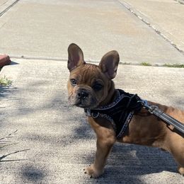 French Bulldogs from Frenchies only by G’scent Kennels