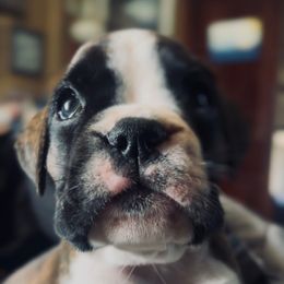 Rorschach's Nadezhda - Brindle female Boxer puppy in Seward, Nebraska from Rorschach Boxers