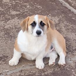 Girl burgandy collar - Red Pembroke Welsh Corgi puppy in Lexington, Oklahoma from Butte Bottom Corgis