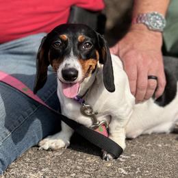 Oreo - Dachshund