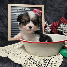 5 purple collar girl - Black and tan female Pembroke Welsh Corgi puppy in Harrisburg, Illinois from Parish Corgis