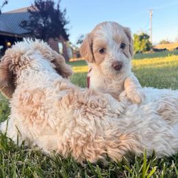 Faith (Hill) - Caramel cream female Australian Labradoodle puppy in Millville, California from Hope Lane Kennels