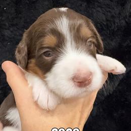 Girl 2 - female Bernedoodle puppy in Greeneville, Tennessee from My Two Doodles