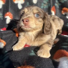 Motorheads rocky road (Astro) - Dapple male Dachshund puppy in Yucaipa, California from Kasondra's Dachshunds