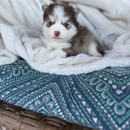 Cherry - Chocolate female Pomsky puppy in Yavapai County, Arizona from Pawsh Pomskies