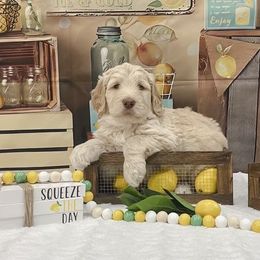 Goldendoodle Puppies from Country Care Pet Spa and Hotel, LLC