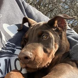 Doberman Pinscher Puppies from Von Schaaf Haus DuPree