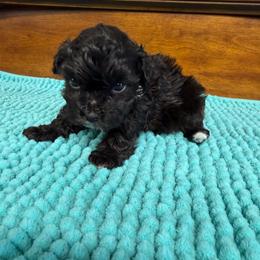 Caleb-4 pound toy - Brown male Maltipoo puppy in Lawrenceburg, Tennessee from LUV Poodles and Maltipoos