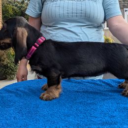 Dachshund Puppies from Riverwood Dachshunds