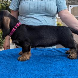 Dachshund Puppies from Riverwood Dachshunds