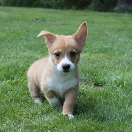 Boy 1 - Red Pembroke Welsh Corgi puppy in Southington, Ohio from Kovar corgis
