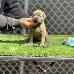 Black - Gray and fawn male Cane Corso puppy in Pollock Pines, California from Capitol City Cane Corso