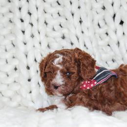 Cavapoo Puppies from Cavapoo Corner