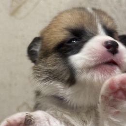 Purple collar male - Red male Pembroke Welsh Corgi puppy in Gloucester County, Virginia from Gainesfield Labradors and Pembroke Welsh Corgis