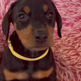 Girl 4 - Black and rust female Doberman Pinscher puppy in Centralia, Missouri from TopSpots Farm
