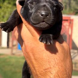 Stella - Black brindle female Dutch Shepherd puppy in San Jose, California from Brandon's Dutch Shepherds