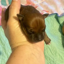 Twix - Red male Staffordshire Bull Terrier puppy in Monroe, Georgia from Irresistibull Staffords