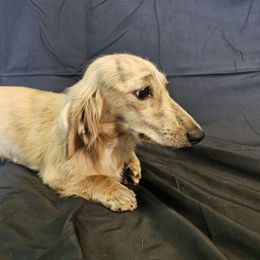 Gracie - Dachshund
