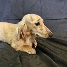 Gracie - Dachshund