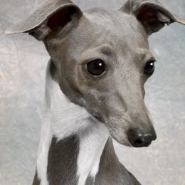 Ellie - Italian Greyhound