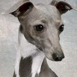 Ellie - Italian Greyhound