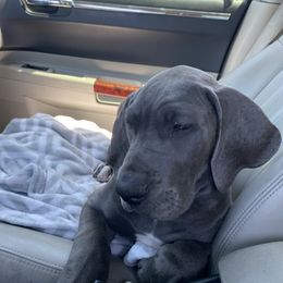 Great Dane and Yorkshire Terrier Puppies from Graham’s Danes