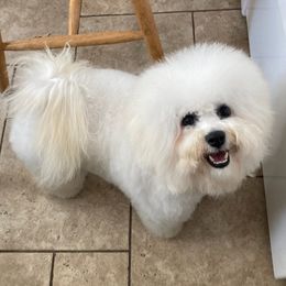 Ollie - Bichon Frise