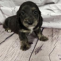 Basil - Black and cream female Dachshund puppy in Anaconda, Montana from Williams Family Dachshunds