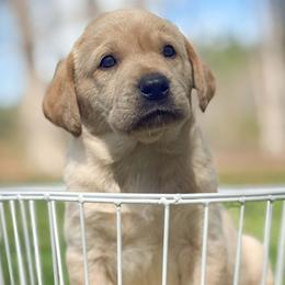 Labrador Retriever puppies from Lady Oak Labradors