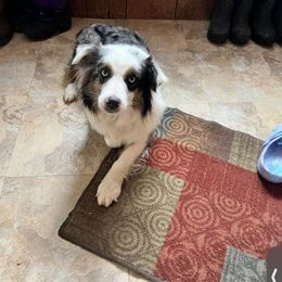 Jessie - Australian Shepherd