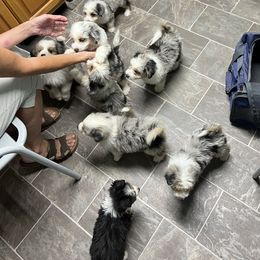 Aussiedoodle Puppies from Hearth&Hound Doodles