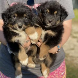 Miniature Australian Shepherd Puppies from Kristin Cox's Miniature Australian Shepherds