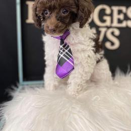 Troll - Cavapoo