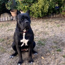 Nina - Cane Corso