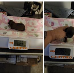 Holly - Black and white female Havanese puppy in Cuba, Missouri from Bouncy Bubbly Havanese