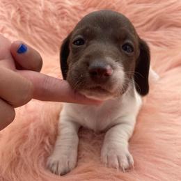 Angel - Piebald female Dachshund puppy in Sarah, Mississippi from White's Mississippi Doxies