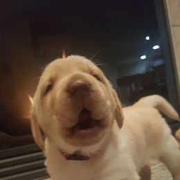 Labrador Retriever Puppies from Lost River Labradors