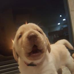 Labrador Retriever Puppies from Lost River Labradors