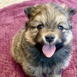 Pomeranian and Pomsky Puppies from Stacey Venable