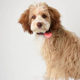 Aussiedoodles from Frenchie LOVE and Doodles