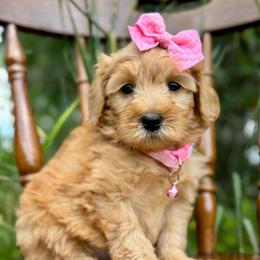 Pink - Red  female Goldendoodle puppy in Hesperia, Michigan from Red Acres Poodles & Doodles