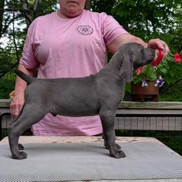 Carson - Blue male Weimaraner puppy in Evart, Michigan from Drehbar Weimaraners