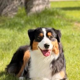 Luna - Australian Shepherd