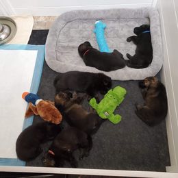 German Shepherd Puppies from Evansstadt German Shepherds