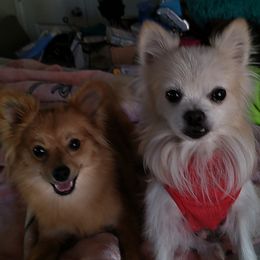Pomeranians from Francene Giraud's Pomeranians