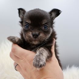 Merriweather - Black and tan female Chihuahua puppy in Raleigh, North Carolina from Fiddlefigg Chihuahuas