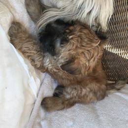 Soft Coated Wheaten Terrier Puppies from Exeter Soft Coated Wheaten Terriers