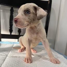 Rhaegar - Harlequin male Great Dane puppy in Florida from Beachside Kennels