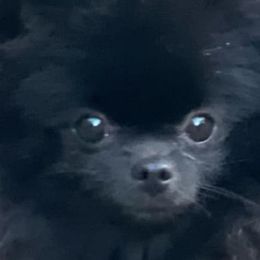 London - Pomeranian